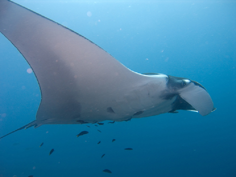 Un castor et une raie font connaissance