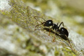 Fourmis et abeilles, guerre ou paix ?