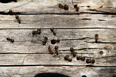 Les humains courent comme des fourmis laborieuses