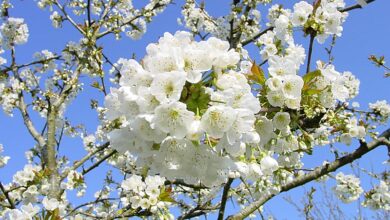 Le Soleil du Printemps apporte avec lui expansion, croissance et lumière.