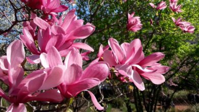 Le printemps n’est pas seulement une des saisons de l’année, un moment parmi tant d’autres, mais que le renouveau verdoyant de la nature