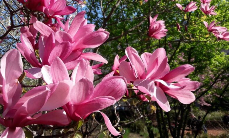 Le printemps n’est pas seulement une des saisons de l’année, un moment parmi tant d’autres, mais que le renouveau verdoyant de la nature