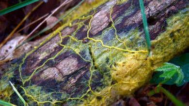 Plasmode de Physarum polycephalum (en jaune) formé sur une écorce d’arbre