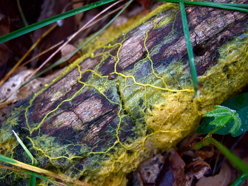 Plasmode de Physarum polycephalum (en jaune) formé sur une écorce d’arbre