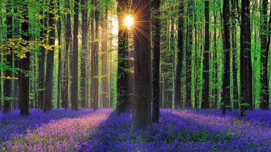 À la veille du printemps, la vie se prépare à renaître dans la Nature.