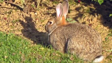 Deux cents millions de lapins de garenne ont envahi l’Australie.