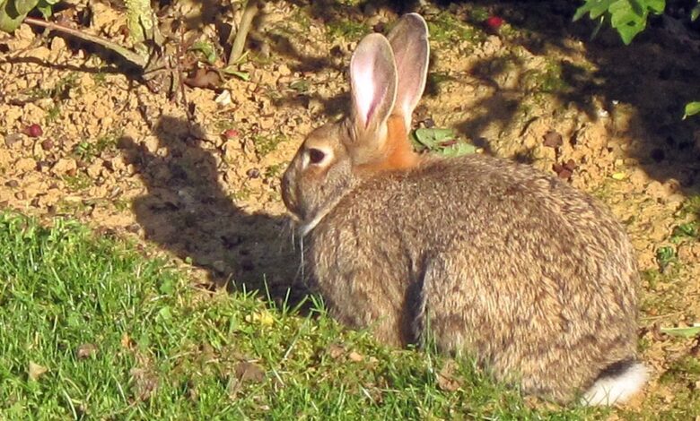 Deux cents millions de lapins de garenne ont envahi l’Australie.