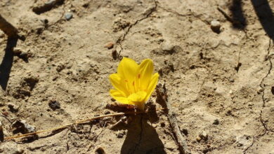 Crocus qui pousse dans le désert