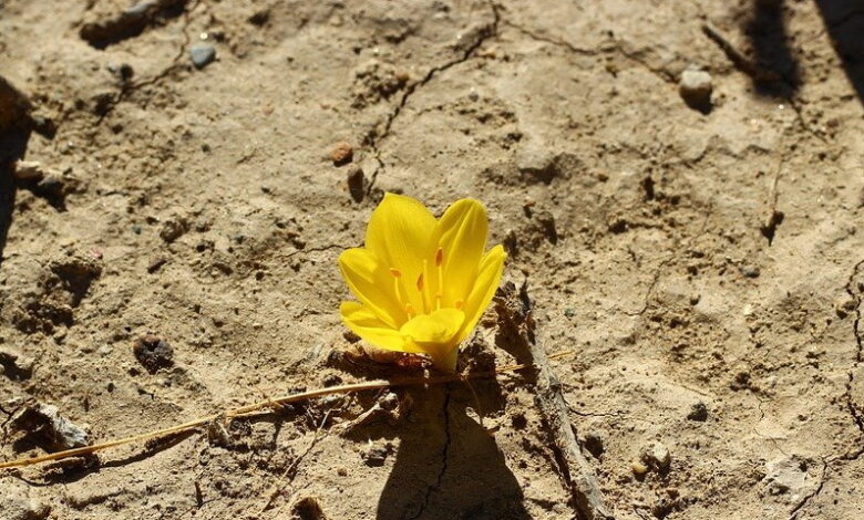 Crocus qui pousse dans le désert